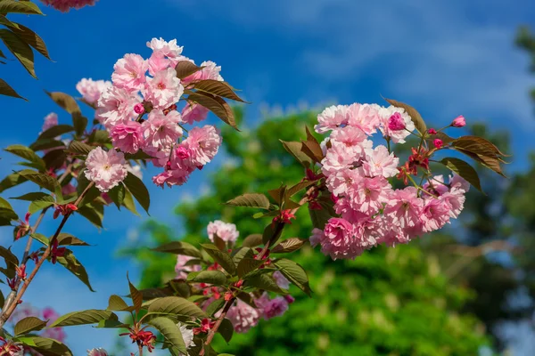 Vackra Cherry blossom, rosa sakura blomma — Stockfoto