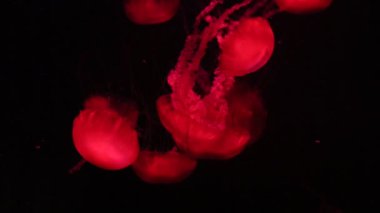 güzel denizanası yavaş yavaş hareketli akvaryum