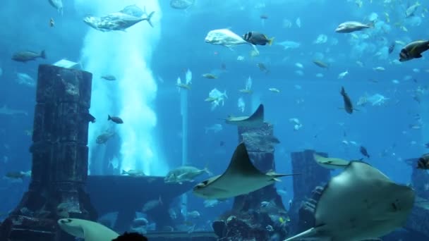 Tropické ryby na korálovém útesu — Stock video