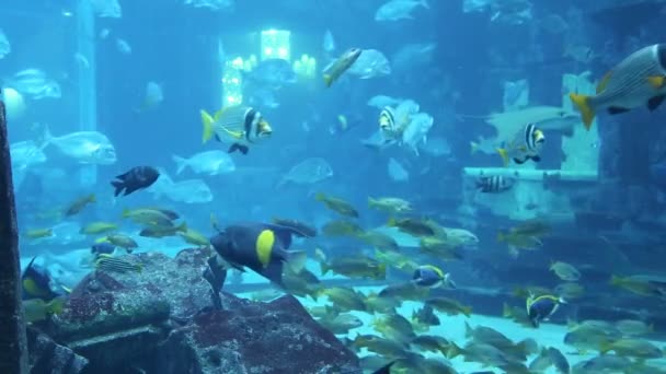 Peces tropicales en un arrecife de coral — Vídeos de Stock