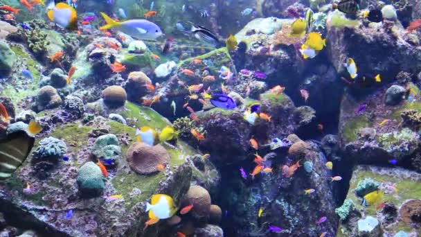 Peces tropicales en un arrecife de coral — Vídeo de stock