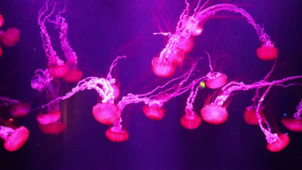 Belle meduse che si muovono lentamente in acquario — Video Stock