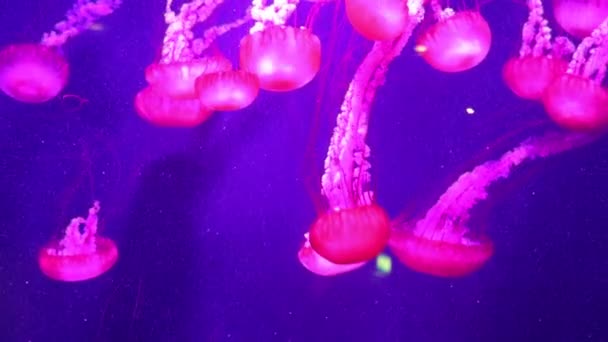 Beautiful jellyfish moving slowly in aquarium Stock Footage