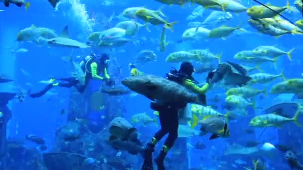 Gran acuario en el Hotel Atlantis — Vídeos de Stock