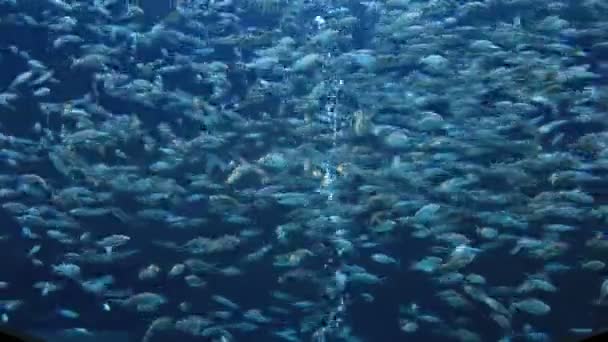 Pesce tropicale su una barriera corallina — Video Stock