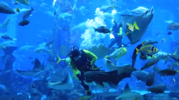 Großes Aquarium im Hotel Atlantis — Stockvideo