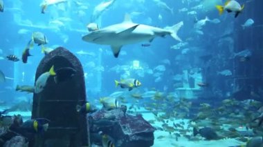 hotel atlantis büyük akvaryum