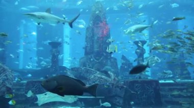 hotel atlantis büyük akvaryum