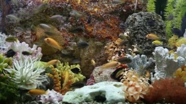 Bir coral reef akvaryum tropikal balık