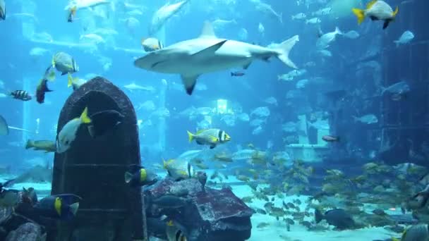 Stort akvarium i hotel atlantis — Stockvideo