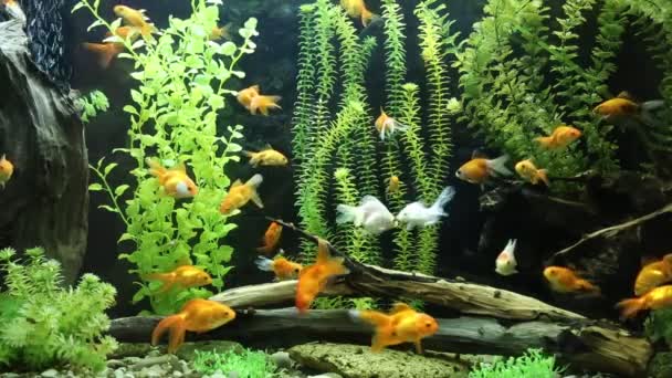 Verde bellissimo acquario d'acqua dolce tropicale piantato con pesci — Video Stock