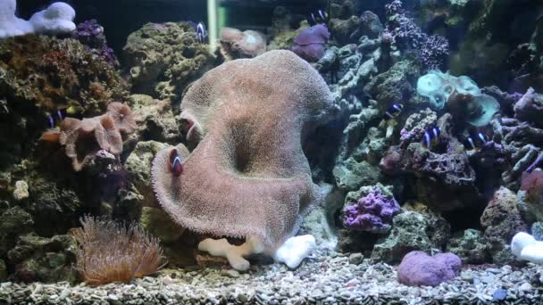 Peces tropicales en un arrecife de coral en el acuario — Vídeo de stock