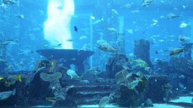 hotel atlantis büyük akvaryum