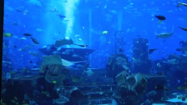 hotel atlantis büyük akvaryum