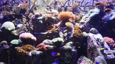 coral reef akvaryum tropikal balık