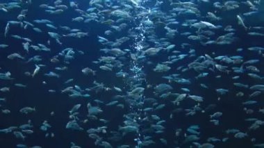 coral reef akvaryum tropikal balık