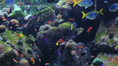 coral reef akvaryum tropikal balık