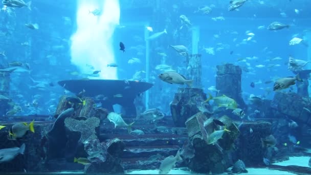 Velké akvárium v ​​Hotel Atlantis — Stock video