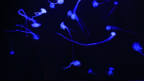 Красивые медузы медленно движутся в аквариуме — стоковое видео