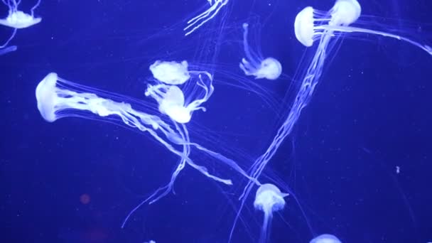 Beautiful jellyfish moving slowly in aquarium — Stock Video