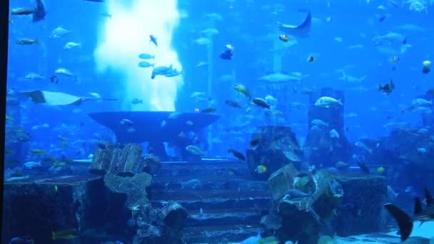 Stort akvarium i hotel atlantis — Stockvideo