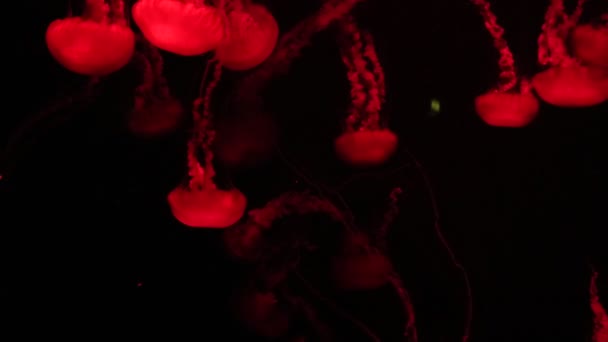 Beautiful jellyfish in aquarium — Stock Video