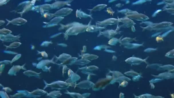 Akvarium tropiska fiskar på ett korallrev — Stockvideo