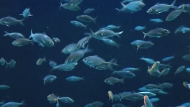 Aquarium tropische vissen op een koraal rif — Stockvideo