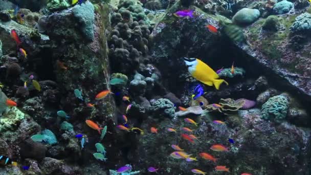 Photo d'un poisson tropical sur un récif corallien — Video