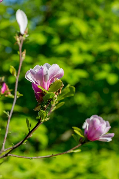 Magnoliaträd blommar på våren — Stockfoto