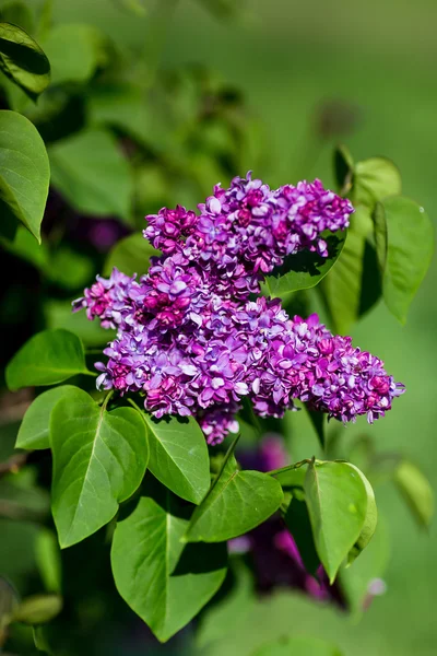 Purple lilac bush blooming in May day. City park — Stock Photo, Image