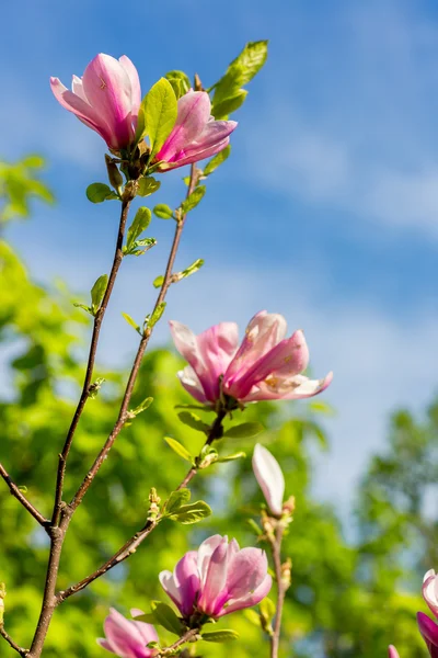 Magnoliaträd blommar på våren — Stockfoto