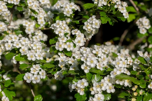Białe kwiaty kwiatów wiśni — Zdjęcie stockowe