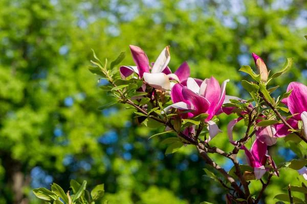 İlkbaharda manolya ağacı çiçek açar. — Stok fotoğraf