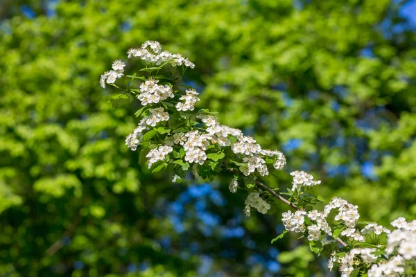 Vita blommor av körsbär blommor — Stockfoto