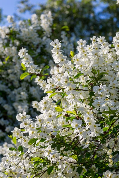 Weiße Blüten der Kirschblüten — Stockfoto