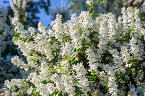 Weiße Blüten der Kirschblüten — Stockfoto