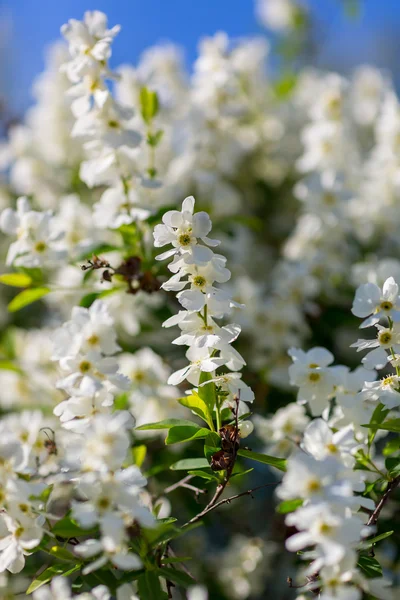 Bílé květy třešňových květů — Stock fotografie