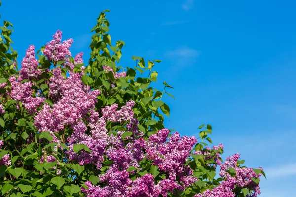 Fialové Lila bush, kvete v květnu den. městský park — Stock fotografie