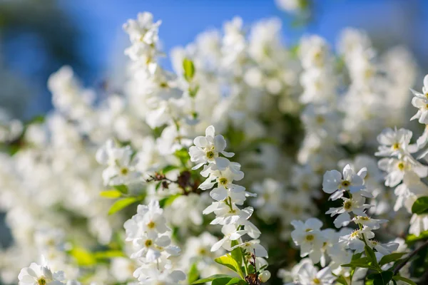 Weiße Blüten der Kirschblüten — Stockfoto