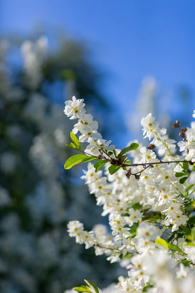 Weiße Blüten der Kirschblüten — Stockfoto
