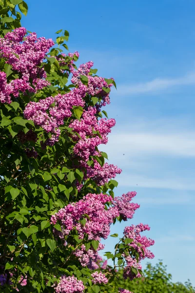 Lila Fliederbusch blüht im Mai. Stadtpark — Stockfoto