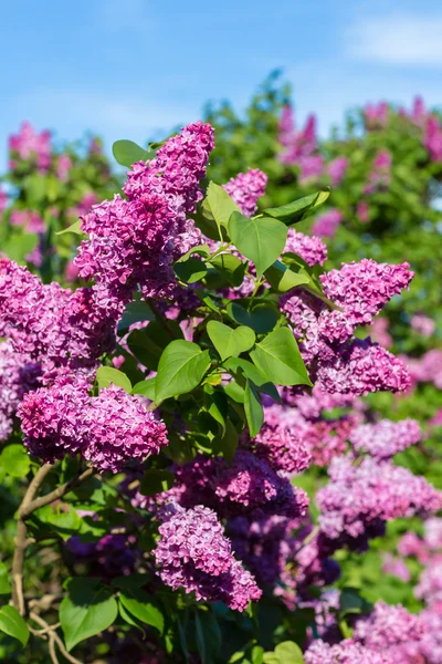 Purple lilac bush blooming in May day. City park — Stock Photo, Image