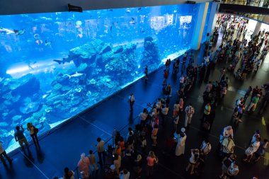 dubai Mall dünyanın en büyük Akvaryumu
