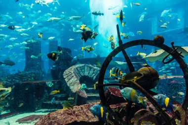 coral reef akvaryum tropikal balık