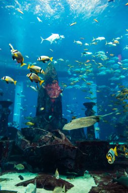 coral reef akvaryum tropikal balık