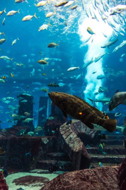 coral reef akvaryum tropikal balık