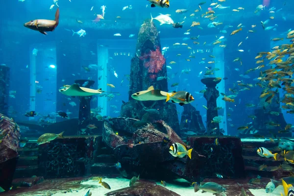 Aquarium tropical fish on a coral reef — Stock Photo, Image