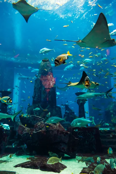 在一片珊瑚礁水族馆热带鱼 — 图库照片