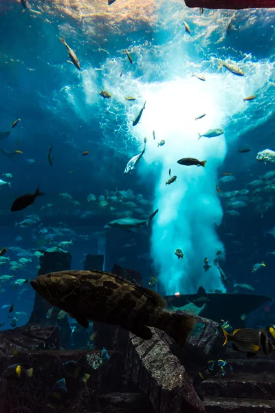 Aquarium poissons tropicaux sur un récif corallien — Photo